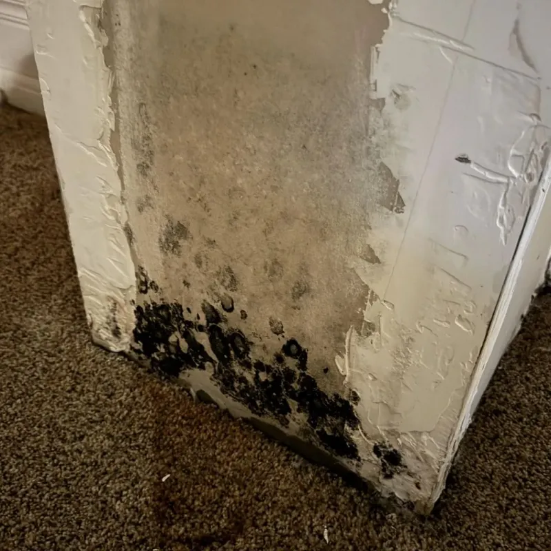 Professional Mold Removal in Cedaredge, CO
